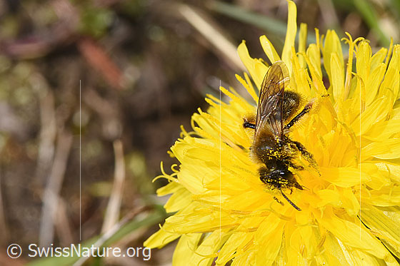 Photo: Andrena humilis on Taraxacum officinale. Length 10mm. Female. View from the side.