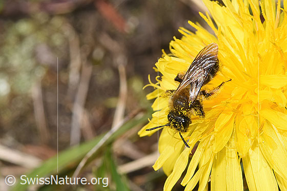 Photo: Andrena humilis on Taraxacum officinale. Length 10mm. Female. View from top front.