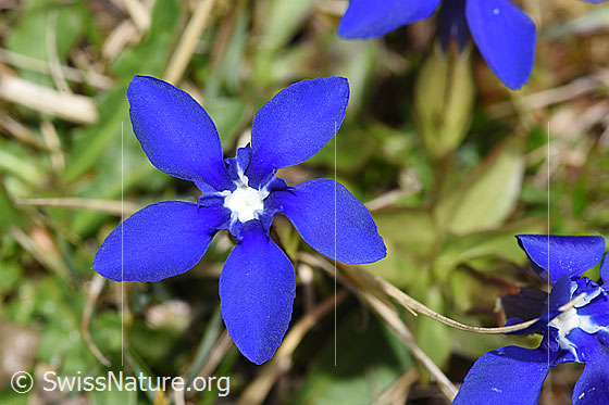Foto: Frühlings-Enzian (Gentiana verna). Blüte. Ansicht von oben.