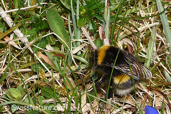 Foto: Wahrscheinlich Dunkle Erdhummel (Bombus terrestris). Länge 11 - 23mm. Ansicht von seitlich oben.