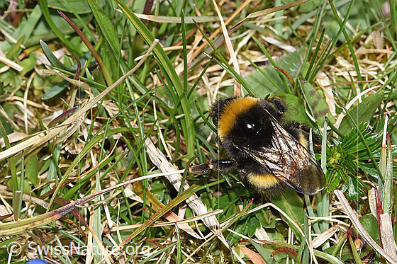 Photo: Probably Bombus terrestris. Length 11 - 23mm. View from above.