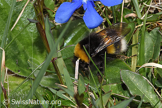 Foto: Wahrscheinlich Dunkle Erdhummel (Bombus terrestris). Länge 11 - 23mm. Ansicht von schräg oben.
