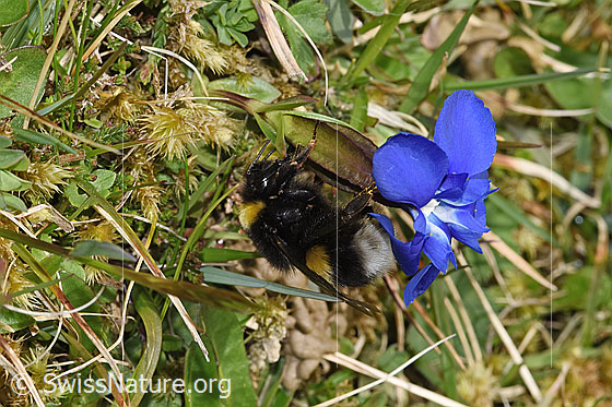 Foto: Wahrscheinlich Dunkle Erdhummel (Bombus terrestris) an Frühlings-Enzian (Gentiana verna). Länge 11 - 23mm. Ansicht von der Seite.