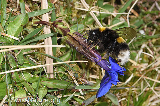 Photo: Bombus terrestris on Gentiana verna. Length 11 - 23mm. View from the side.