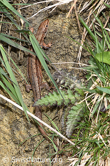 Photo: Zootoca vivipara. The lizard lives in steep terrain. View from above.