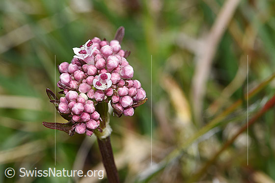 Sumpf-Baldrian (Valeriana dioica)