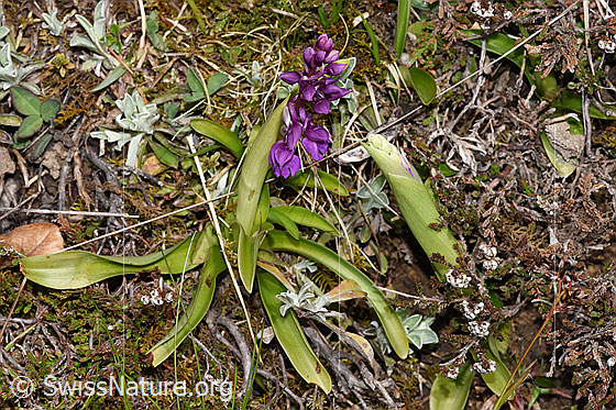 Foto: Männliches Knabenkraut (Orchis mascula). Ganze Pflanze (Habitus). Höhe: 9cm.