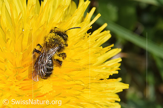 Foto: Gewöhnliche Dörnchensandbiene (Andrena humilis) auf Gewöhnlicher Löwenzahn (Taraxacum officinale). Länge 10 - 12mm. Weibchen. Ansicht von oben.