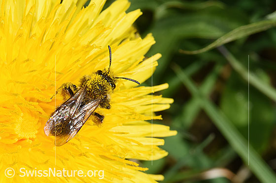 Foto: Gewöhnliche Dörnchensandbiene (Andrena humilis) auf Gewöhnlicher Löwenzahn (Taraxacum officinale). Länge 10 - 12mm. Weibchen. Ansicht von oben.