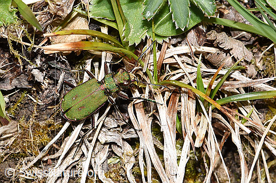 Foto: Feld-Sandlaufkäfer (Cicindela campestris). Ansicht von oben.