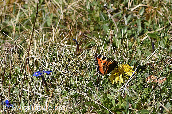Photo: Aglais urticae on Taraxacum officinale. Wings half open. View from the side.