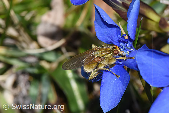 Foto: Gelbe Dungfliege (Scathophaga stercoraria) auf Frühlings-Enzian (Gentiana verna). Ansicht von seitlich oben.