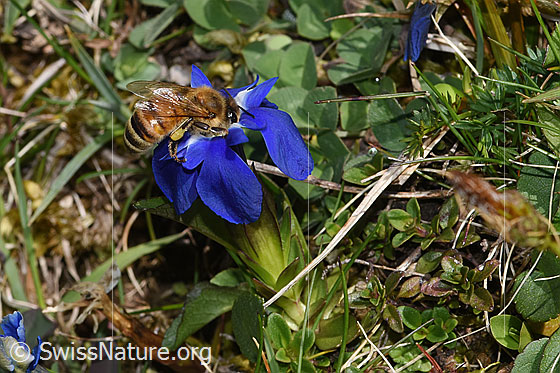 Foto: Westliche Honigbiene (Apis mellifera) auf Frühlings-Enzian (Gentiana verna). Ansicht von seitlich oben.
