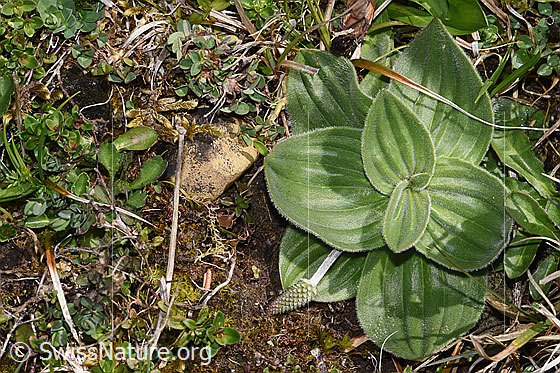 Photo: Plantago media. Leaf rosette.