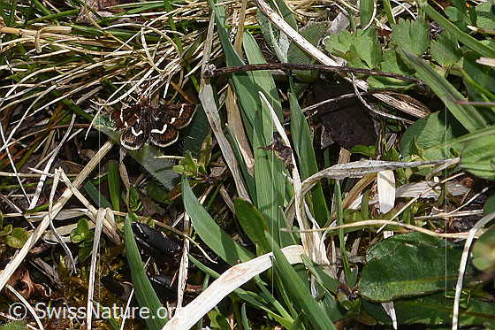 Foto: Pyrausta nigrata (Rüsselzünsler). Flügel geöffnet. Ansicht von oben.