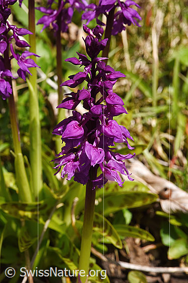 Photo: Orchis mascula. Inflorescence.