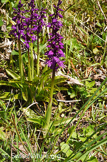 Photo: Orchis mascula. Whole plant (habiti). Height: 22cm.