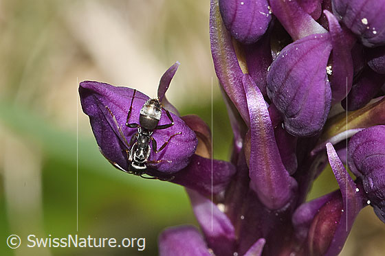 Photo: Probably Formica fusca on Orchis mascula. Length 4.5 - 7.5mm. View from above.