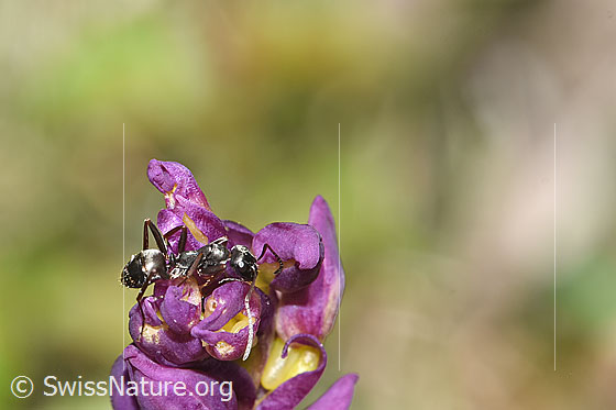 Photo: Probably Formica fusca on Orchis mascula. Length 4.5 - 7.5mm. View from the side above.