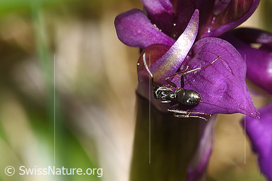 Photo: Probably Formica fusca on Orchis mascula. Length 4.5 - 7.5mm. View from behind top.