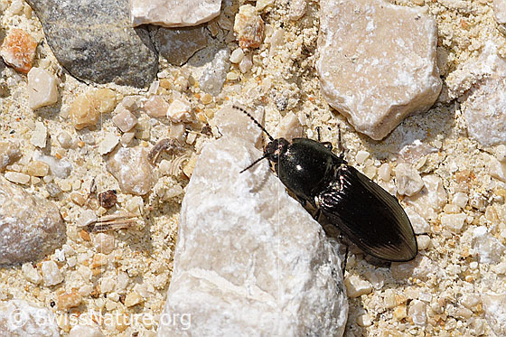 Foto: Glanzschnellkäfer (Selatosomus aeneus). Länge 15mm. Ansicht von oben.