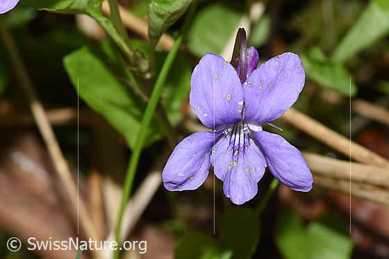 Foto: Hain-Veilchen (Viola riviniana). Blüte. Ansicht von vorne.