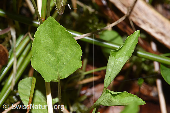 Photo: Viola riviniana. Leaf top.