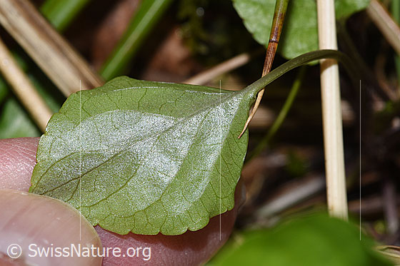 Photo: Viola riviniana. Leaf underside.