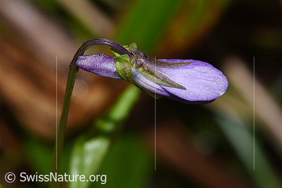 Photo: Viola riviniana. Closed blossom. View from the side.