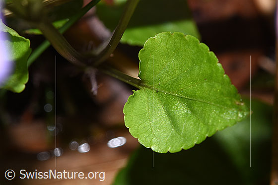 Photo: Viola riviniana. Leaf.