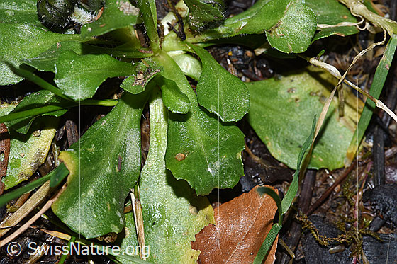 Foto: Gänseblümchen (Bellis perennis). Blätter.