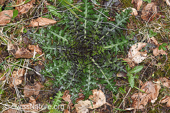 Photo: Cirsium palustre. Leaf rosette. Diameter: 20cm.
