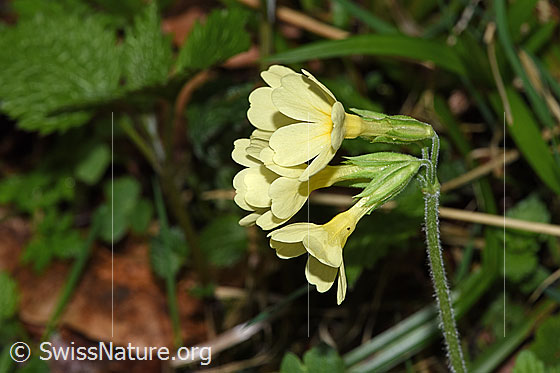 Foto: Wald-Schlüsselblume (Primula elatior). Blüten. Ansicht von seitlich vorne.