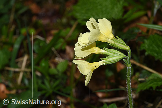 Foto: Wald-Schlüsselblume (Primula elatior). Blüten, Kelche und Stängel. Ansicht von der Seite.
