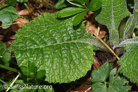 Foto: Wald-Schlüsselblume (Primula elatior). Blatt. Blattoberseite.