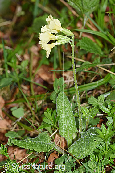 Foto: Wald-Schlüsselblume (Primula elatior). Ganze Planze (Habits). Höhe: 18cm.