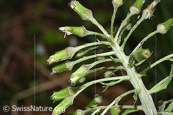 Foto: Weisse Pestwurz (Petasites albus). Blütenstand.