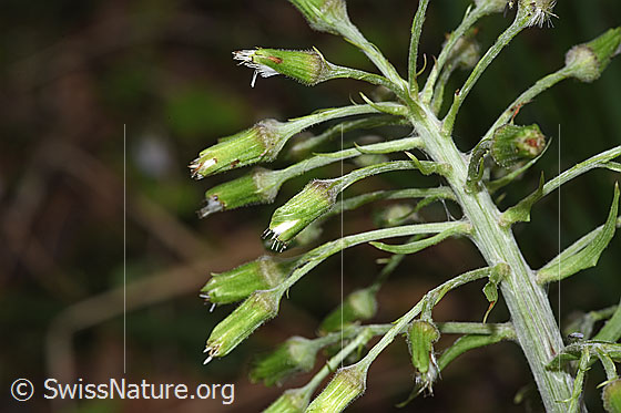 Foto: Weisse Pestwurz (Petasites albus). Blütenstand.