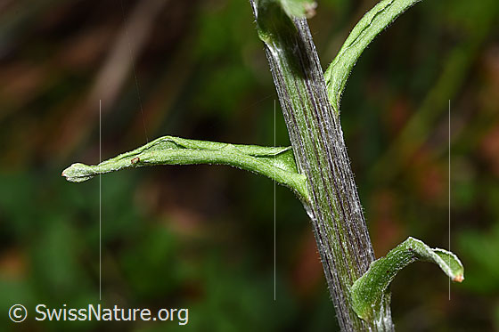 Foto: Weisse Pestwurz (Petasites albus). Stängel und Stängelblätter.