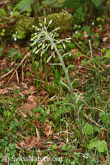 Foto: Weisse Pestwurz (Petasites albus). Ganze Pflanze (Habitus). Höhe: 47cm.
