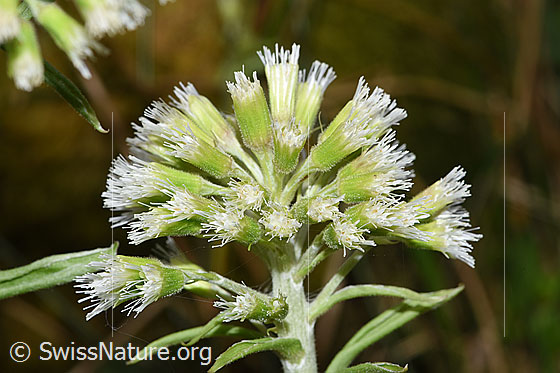 Foto: Weisse Pestwurz (Petasites albus). Blüten.