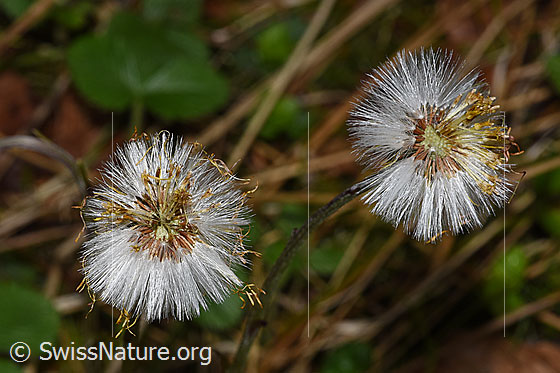 Foto: Huflattich (Tussilago farfara). Verblühte Blüten. Ansicht von oben.