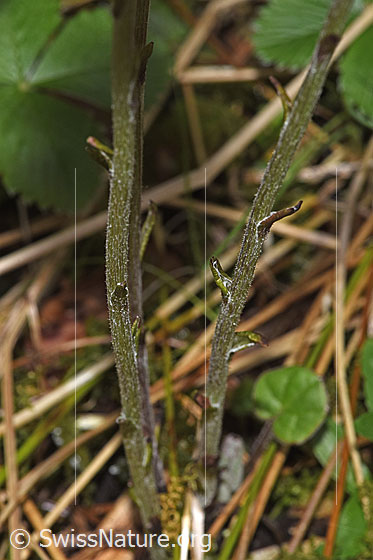 Foto: Huflattich (Tussilago farfara). Stängel.