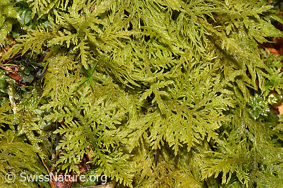 Gewöhnliches Thujamoos (Thuidium tamariscinum)