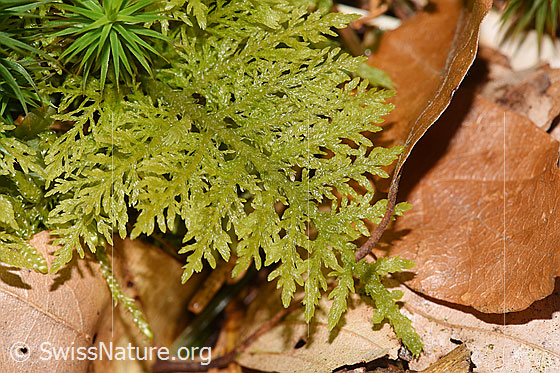 Foto: Wahrscheinlich Gewöhnliches Thujamoos (Thuidium tamariscinum).