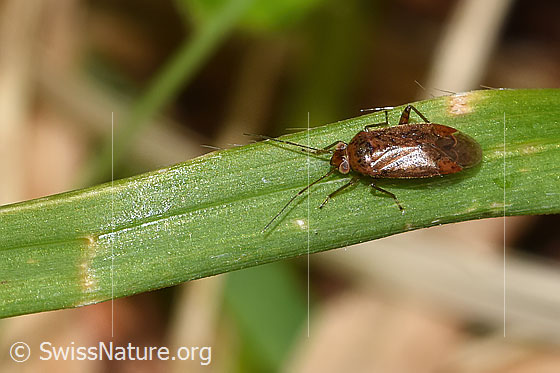 Foto: Wahrscheinlich Vielfarbige Forstwanze (Psallus varians). Länge 4mm. Ansicht von oben.
