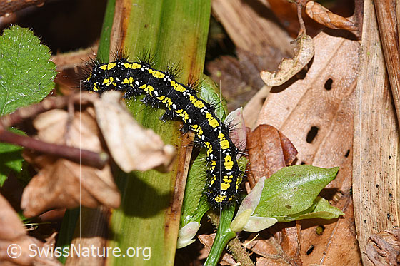 Foto: Schönbär Raupe (Callimorpha dominula). Ansicht von oben.