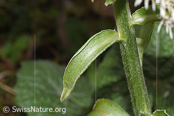 Foto: Weisse Pestwurz (Petasites albus). Stängel und Stängelblatt.