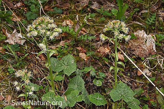 Foto: Weisse Pestwurz (Petasites albus). Ganze Pflanzen (Habitus). Höhe: 36cm.