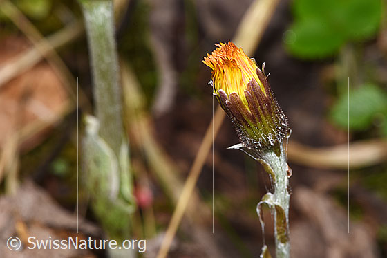Foto: Huflattich (Tussilago farfara). Geschlossene Blüte. Höhe der Pflanze: 18cm.